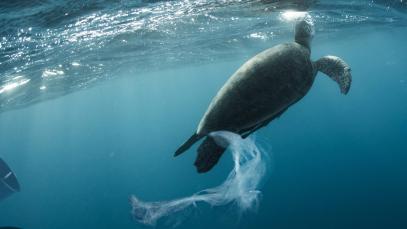 Global Tourism Plastics Initiative Takes On One of the Worst Polluters