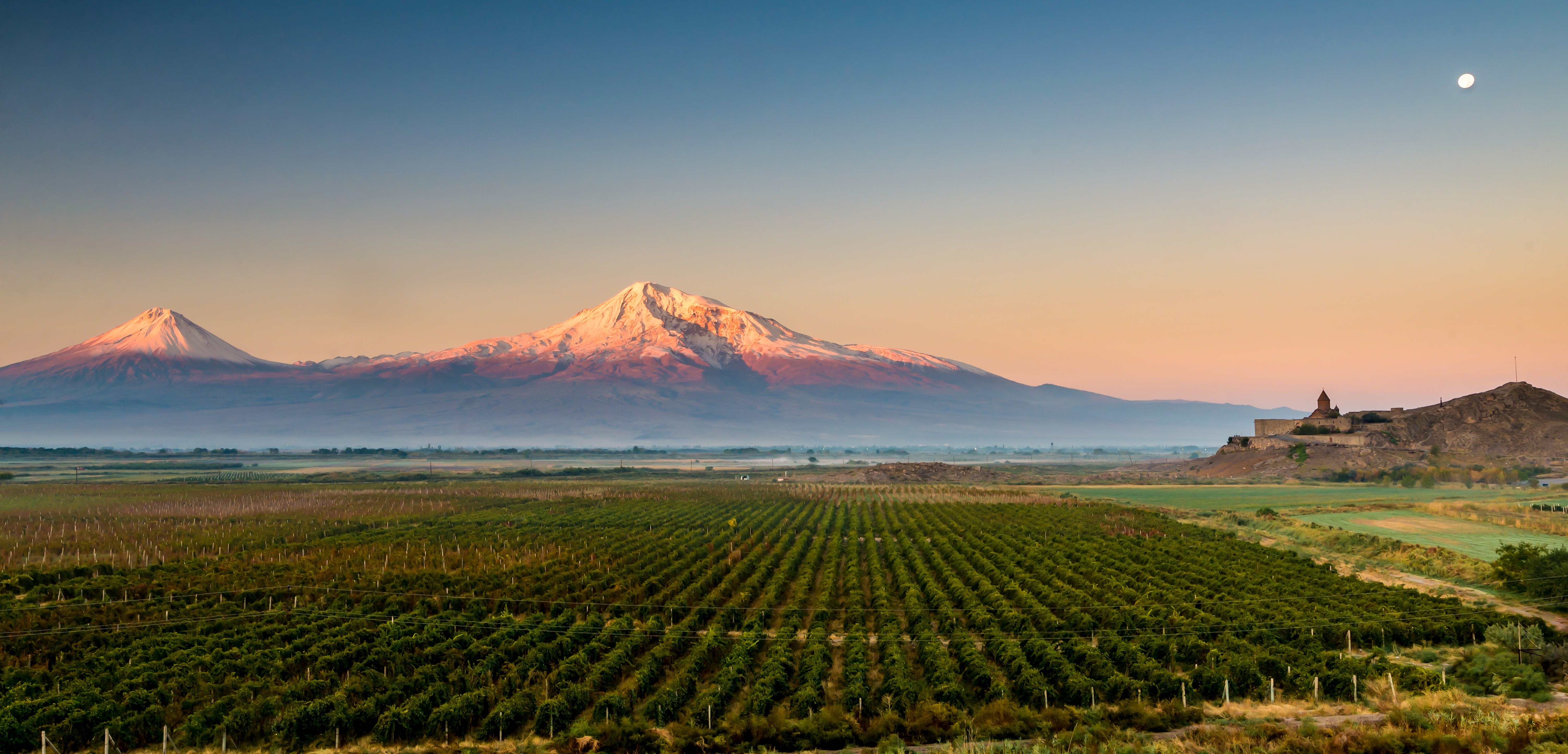 Vineyard Ararat